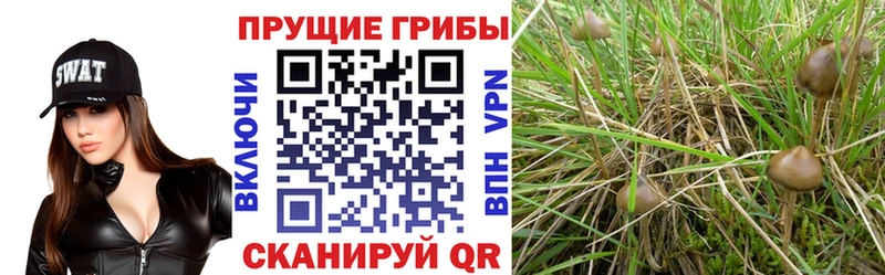 Галлюциногенные грибы Cubensis  маркетплейс клад  Алексеевка 
